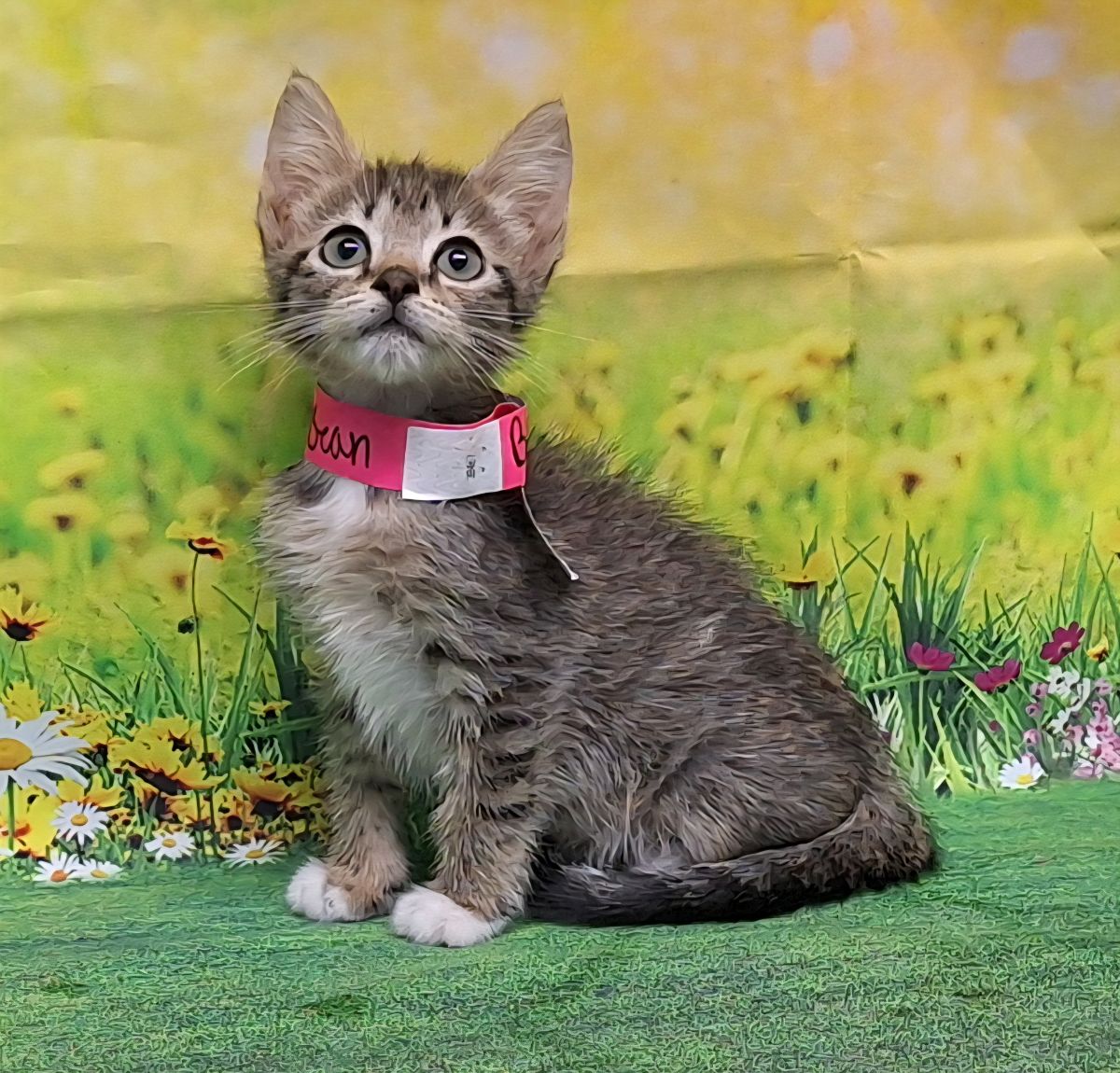 adoptable Cat in Wetumpka, AL named 250682 Bean