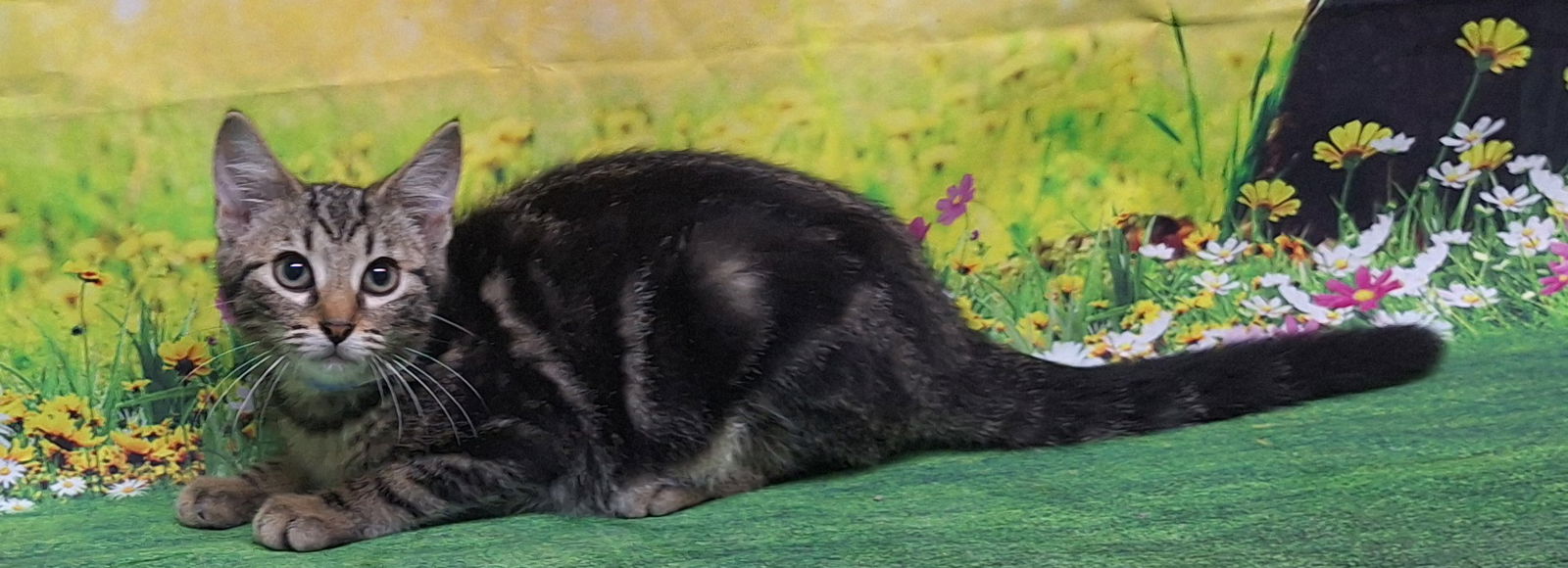 adoptable Cat in Wetumpka, AL named 250683 Otto
