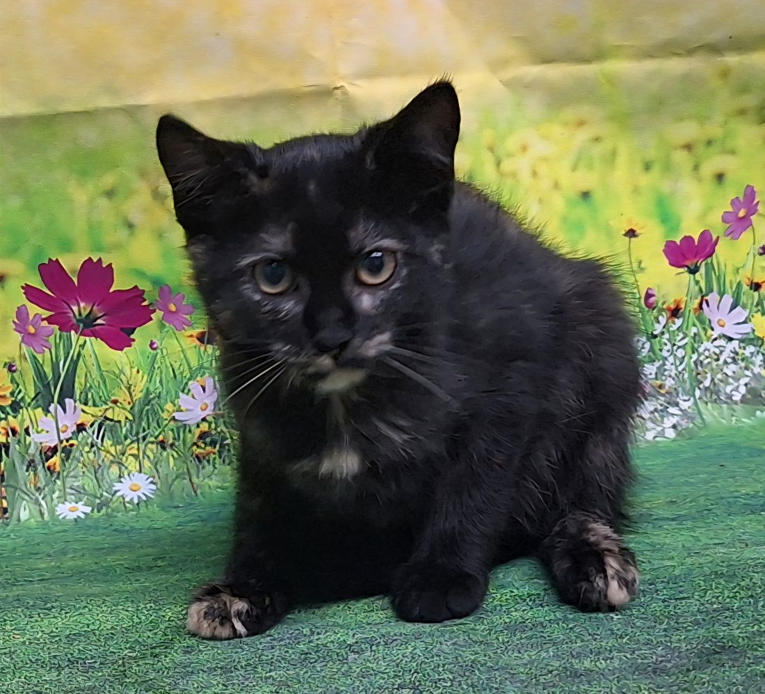 adoptable Cat in Wetumpka, AL named 250689 Daisy