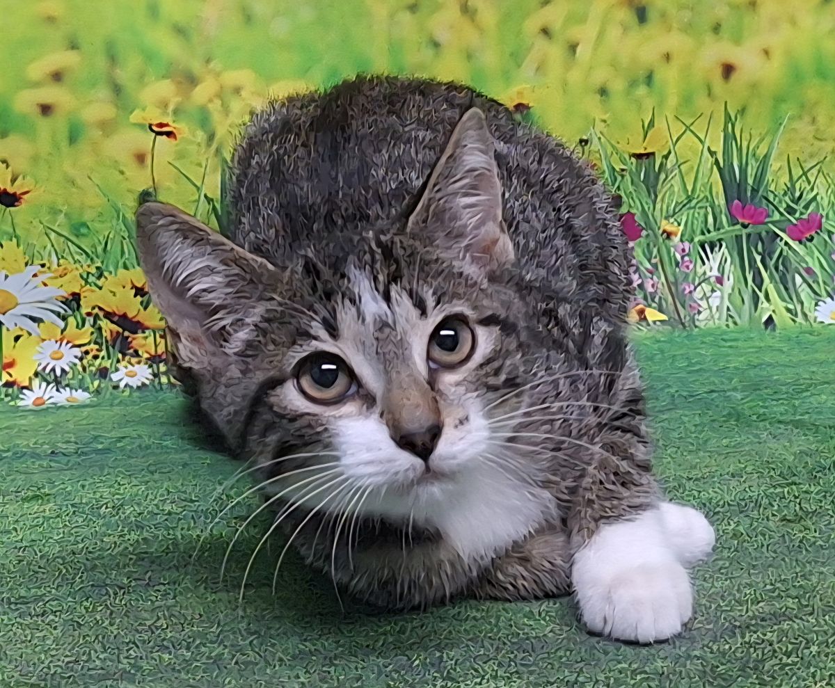 adoptable Cat in Wetumpka, AL named 250690 Pixie