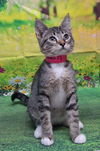 adoptable Cat in Wetumpka, AL named 250706  Gemma
