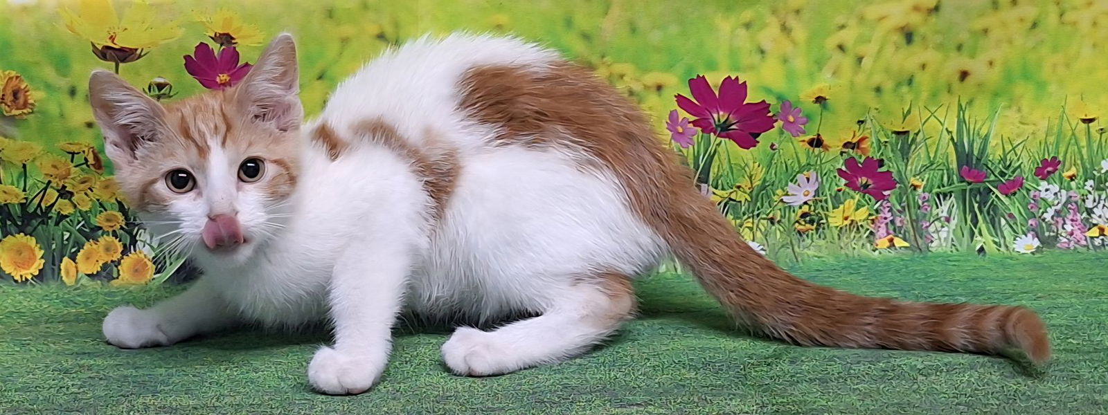 adoptable Cat in Wetumpka, AL named 250756 Todoroki
