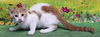 adoptable Cat in wetumpka, AL named 250756  Todoroki