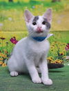 adoptable Cat in wetumpka, AL named 250753  All Might