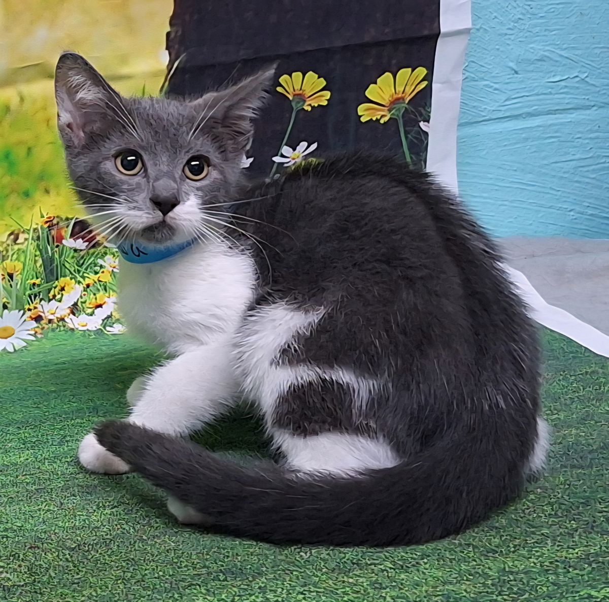 adoptable Cat in Wetumpka, AL named 250753 Aizawa