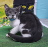 adoptable Cat in wetumpka, AL named 250753  Aizawa