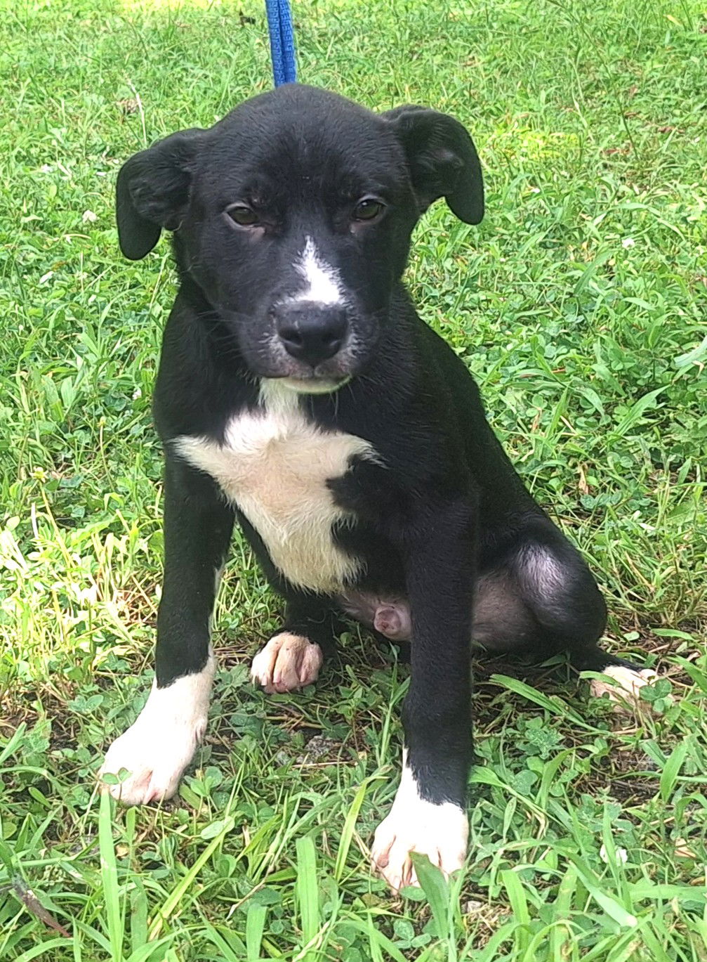 adoptable Dog in Wetumpka, AL named 250702 Grasshopper