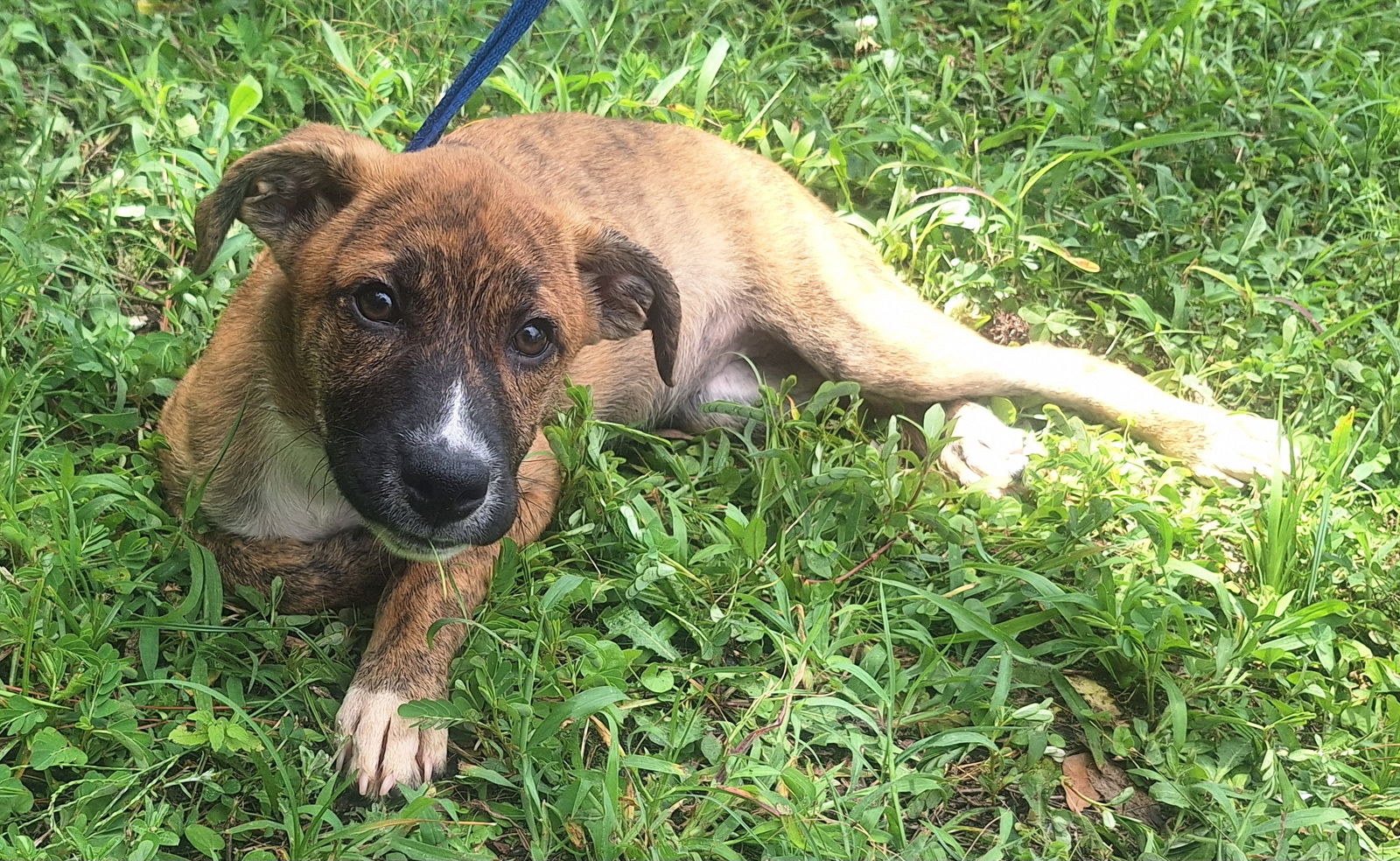 adoptable Dog in Wetumpka, AL named 250702  Oak