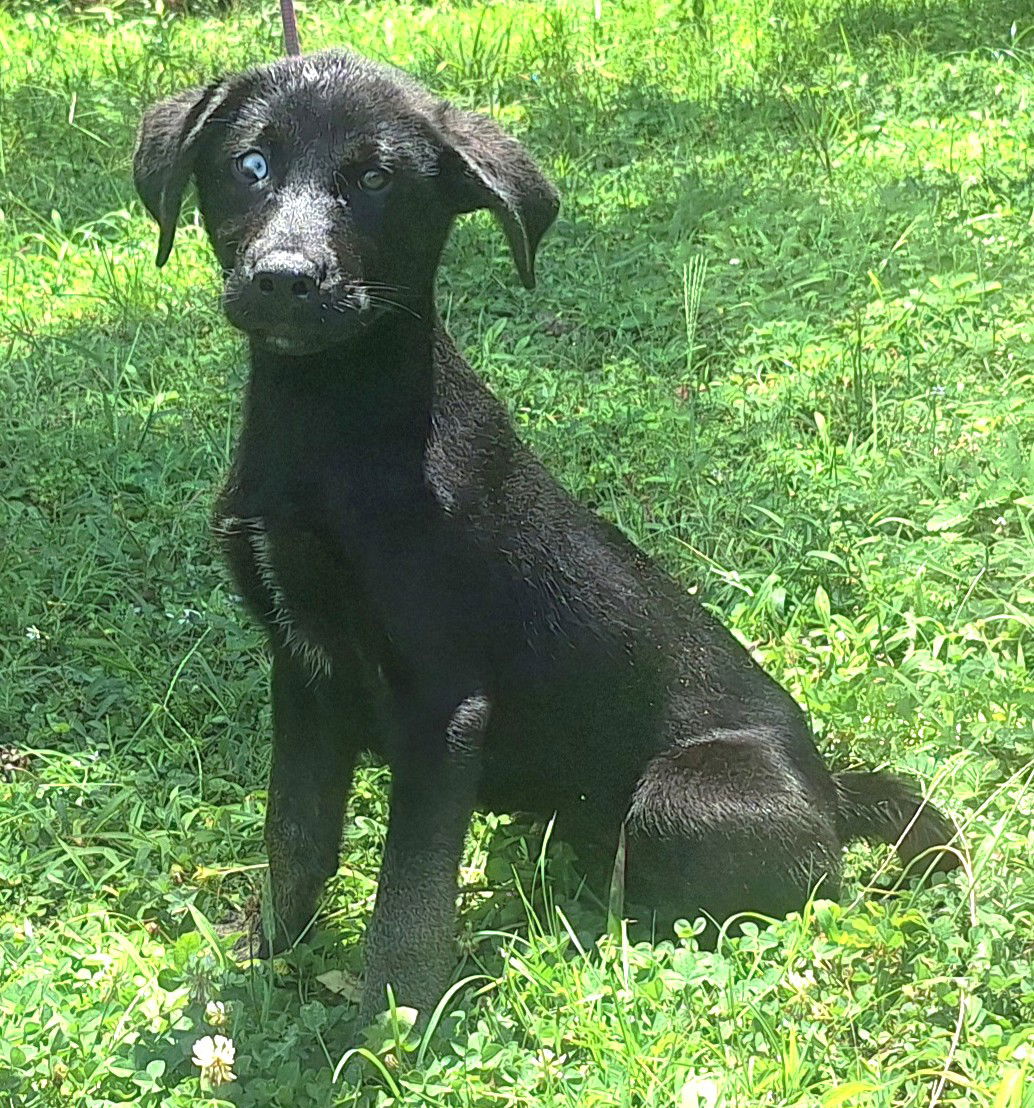 adoptable Dog in Wetumpka, AL named 250890 Pinecone