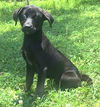adoptable Dog in wetumpka, AL named 250890  Pinecone