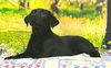 adoptable Dog in wetumpka, AL named 250944  Rocky