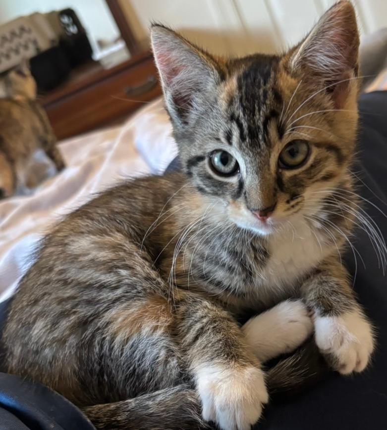adoptable Cat in Wetumpka, AL named 250615 Petunia