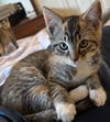 adoptable Cat in wetumpka, AL named 250615  Petunia