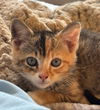 adoptable Cat in wetumpka, AL named 250615  Pippa