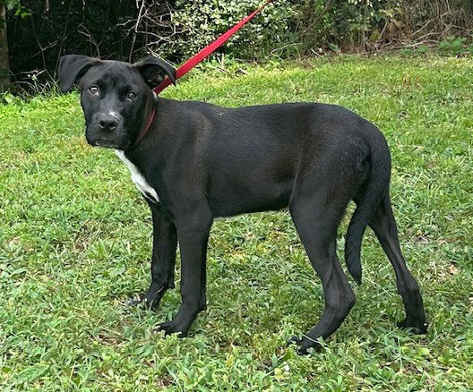 adoptable Dog in Wetumpka, AL named 250740 Jasper