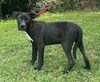 adoptable Dog in wetumpka, AL named 250740  Jasper