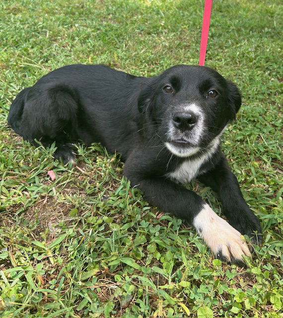 adoptable Dog in Wetumpka, AL named 250740  Estella