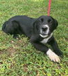 adoptable Dog in  named 250740  Estella