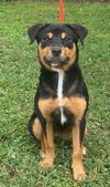 adoptable Dog in wetumpka, AL named 250915  Rhonda