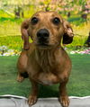 adoptable Dog in  named 251028  BitBit