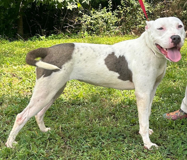 adoptable Dog in Wetumpka, AL named 250826 Prunella