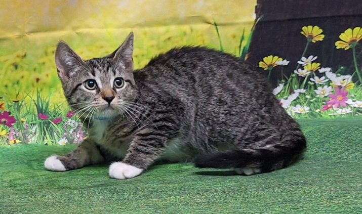 adoptable Cat in Wetumpka, AL named 250633  Springer