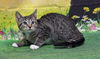 adoptable Cat in wetumpka, AL named 250633  Springer