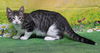 adoptable Cat in wetumpka, AL named 250633  Wilkos