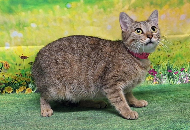 adoptable Cat in Wetumpka, AL named 250688 Bugsy