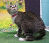 adoptable Cat in wetumpka, AL named 250798  Sugar