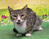 adoptable Cat in wetumpka, AL named 250891  Stella