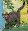 adoptable Cat in wetumpka, AL named 250879  Craft