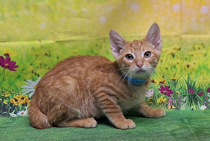 adoptable Cat in Wetumpka, AL named 250743 Desmond