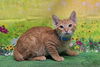 adoptable Cat in wetumpka, AL named 250743  Desmond