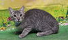 adoptable Cat in wetumpka, AL named 250744  Turbo
