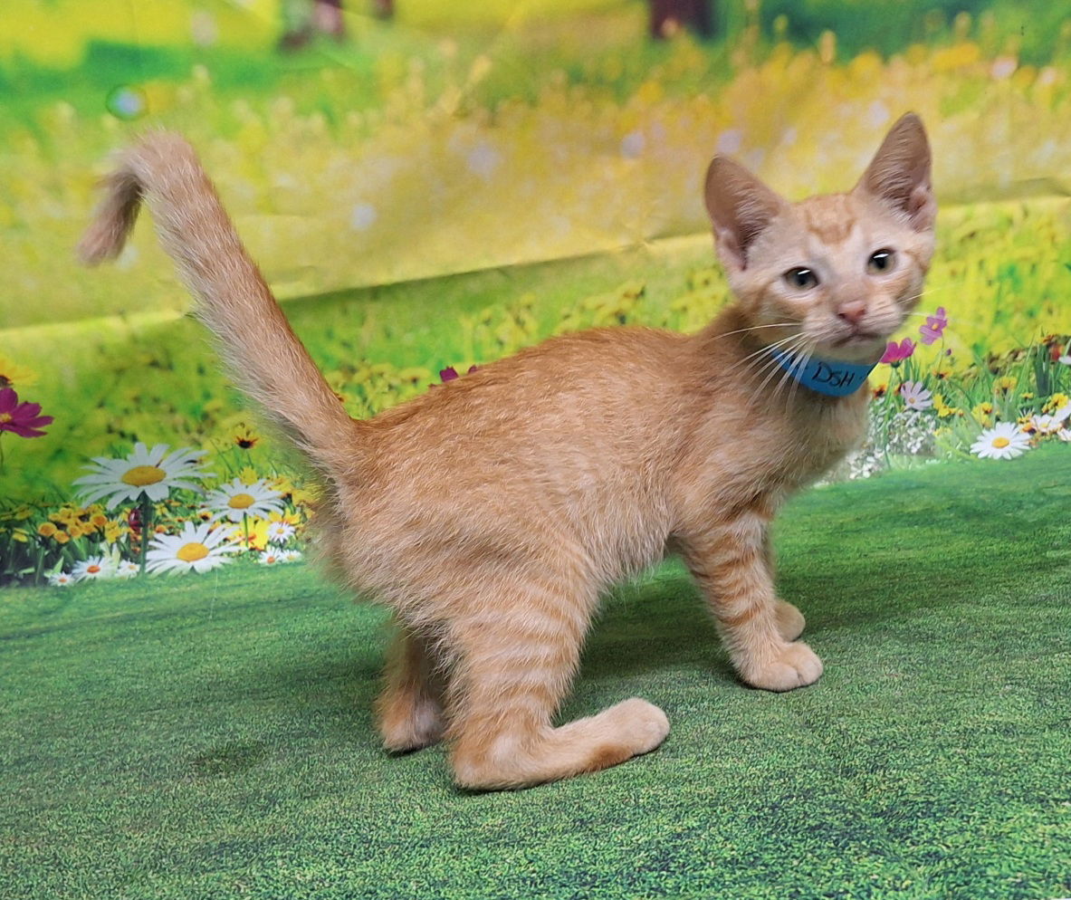 adoptable Cat in Wetumpka, AL named 250750 Derek