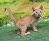adoptable Cat in wetumpka, AL named 250750  Derek