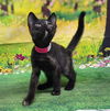 adoptable Cat in wetumpka, AL named 250750  Fallon