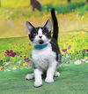 adoptable Cat in wetumpka, AL named 250797  Eeyore