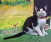 adoptable Cat in wetumpka, AL named 25097  Piglet