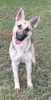 adoptable Dog in wetumpka, AL named 250896  Skye