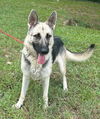 adoptable Dog in wetumpka, AL named 250906  Cagney