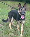 adoptable Dog in wetumpka, AL named 250906  Lacey