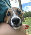 adoptable Dog in wetumpka, AL named 250918  Gilbert