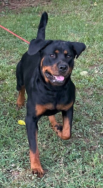 adoptable Dog in Wetumpka, AL named 250993 Roxy