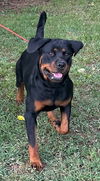 adoptable Dog in wetumpka, AL named 250993  Roxy