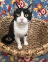 adoptable Cat in , AL named 250675  Winkie