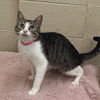 adoptable Cat in , AL named 250741  Pudge