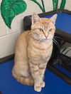 adoptable Cat in , AL named 250800 Bob