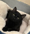adoptable Cat in , AL named 251128  Max